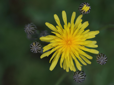 <i class='fa fa-user'></i>&nbsp;Ad Sprang&nbsp;|  Groot Streepzaad&nbsp; <i class='fa fa-eye'>&nbsp;62</i> &nbsp;<i class='fa fa-thumbs-up'>&nbsp;7</i> &nbsp; <i class='fa fa-comment-o'>&nbsp;9</i>