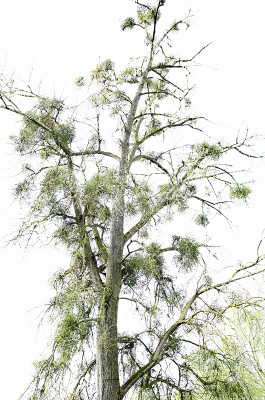 <i class='fa fa-user'></i>&nbsp;Pieter  LJ&nbsp;|  Maretak&nbsp; <i class='fa fa-eye'>&nbsp;73</i> &nbsp; <i class='fa fa-comment-o'>&nbsp;2</i>