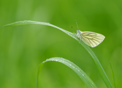 <i class='fa fa-user'></i>&nbsp;Jurgen Maassen&nbsp;|  Klein Geaderd Witje&nbsp; <i class='fa fa-eye'>&nbsp;76</i> &nbsp;<i class='fa fa-thumbs-up'>&nbsp;5</i> &nbsp; <i class='fa fa-comment-o'>&nbsp;3</i>