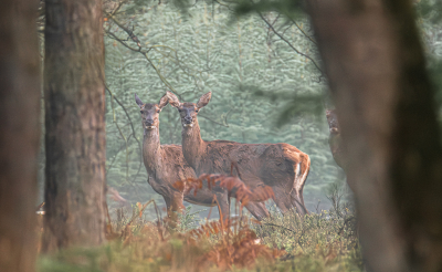 <i class='fa fa-user'></i>&nbsp;ErnovanDoorn&nbsp;|  Edelhert&nbsp; <i class='fa fa-eye'>&nbsp;93</i> &nbsp; <i class='fa fa-comment-o'>&nbsp;6</i>