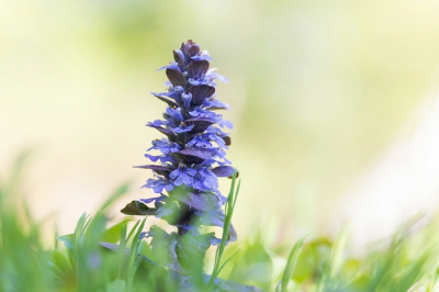 <i class='fa fa-user'></i>&nbsp;kiran&nbsp;|  Kruipend Zenegroen&nbsp; <i class='fa fa-eye'>&nbsp;65</i> &nbsp;<i class='fa fa-thumbs-up'>&nbsp;1</i> &nbsp; <i class='fa fa-comment-o'>&nbsp;6</i>