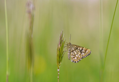 <i class='fa fa-user'></i>&nbsp;Nel R&nbsp;|  Klaverspanner&nbsp; <i class='fa fa-eye'>&nbsp;83</i> &nbsp;<i class='fa fa-thumbs-up'>&nbsp;12</i> &nbsp; <i class='fa fa-comment-o'>&nbsp;4</i>