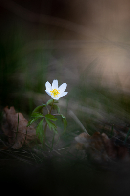 <i class='fa fa-user'></i>&nbsp;AlexRoetemeijer&nbsp;|  Bosanemoon&nbsp; <i class='fa fa-eye'>&nbsp;75</i> &nbsp;<i class='fa fa-thumbs-up'>&nbsp;3</i> &nbsp; <i class='fa fa-comment-o'>&nbsp;3</i>