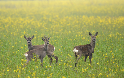 <i class='fa fa-user'></i>&nbsp;Eric Gibcus&nbsp;|  Ree&nbsp; <i class='fa fa-eye'>&nbsp;97</i> &nbsp;<i class='fa fa-thumbs-up'>&nbsp;4</i> &nbsp; <i class='fa fa-comment-o'>&nbsp;8</i>