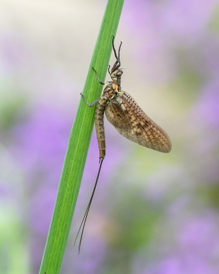<i class='fa fa-user'></i>&nbsp;Johan van Gurp&nbsp;|  Driehoekeendagsvlieg&nbsp; <i class='fa fa-eye'>&nbsp;78</i> &nbsp;<i class='fa fa-thumbs-up'>&nbsp;13</i> &nbsp; <i class='fa fa-comment-o'>&nbsp;4</i>
