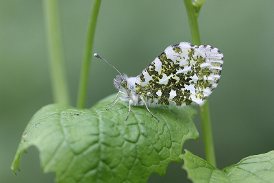 <i class='fa fa-user'></i>&nbsp;Paul Vandebroek&nbsp;|  Oranjetipje&nbsp; <i class='fa fa-eye'>&nbsp;76</i> &nbsp;<i class='fa fa-thumbs-up'>&nbsp;5</i> &nbsp; <i class='fa fa-comment-o'>&nbsp;3</i>