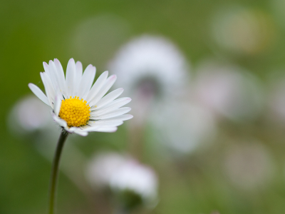 <i class='fa fa-user'></i>&nbsp;susan meijnders&nbsp;|  Madeliefje&nbsp; <i class='fa fa-eye'>&nbsp;48</i> &nbsp;<i class='fa fa-thumbs-up'>&nbsp;1</i> &nbsp; <i class='fa fa-comment-o'>&nbsp;2</i>