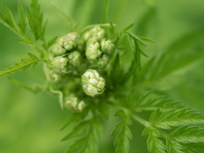 <i class='fa fa-user'></i>&nbsp;Tim Oord&nbsp;|  Fluitenkruid&nbsp; <i class='fa fa-eye'>&nbsp;47</i> &nbsp;<i class='fa fa-thumbs-up'>&nbsp;3</i> &nbsp; <i class='fa fa-comment-o'>&nbsp;2</i>