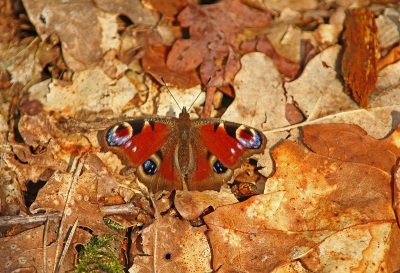 <i class='fa fa-user'></i>&nbsp;Cor&nbsp;|  Dagpauwoog&nbsp; <i class='fa fa-eye'>&nbsp;70</i> &nbsp;<i class='fa fa-thumbs-up'>&nbsp;3</i> &nbsp; <i class='fa fa-comment-o'>&nbsp;5</i>