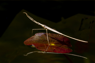 <i class='fa fa-user'></i>&nbsp;Bertus&nbsp;|  Staafwants&nbsp; <i class='fa fa-eye'>&nbsp;93</i> &nbsp;<i class='fa fa-thumbs-up'>&nbsp;8</i> &nbsp; <i class='fa fa-comment-o'>&nbsp;13</i>