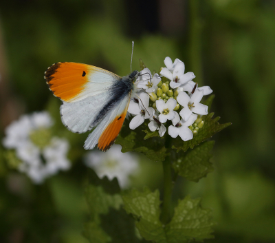 <i class='fa fa-user'></i>&nbsp;Ad Sprang&nbsp;|  Oranjetipje&nbsp; <i class='fa fa-eye'>&nbsp;58</i> &nbsp;<i class='fa fa-thumbs-up'>&nbsp;1</i> &nbsp; <i class='fa fa-comment-o'>&nbsp;2</i>