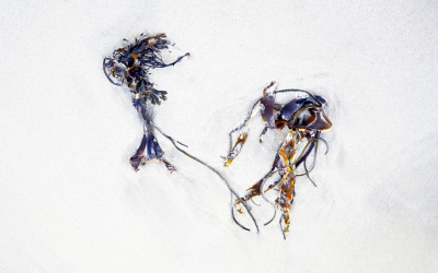 <i class='fa fa-user'></i> liesbeth van vliet | Kelp op het strand  <i class='fa fa-eye'> 87</i>  <i class='fa fa-thumbs-up'> 2</i>   <i class='fa fa-comment-o'> 5</i>