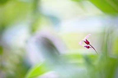 <i class='fa fa-user'></i>&nbsp;Pieter  LJ&nbsp;|  Robertskruid&nbsp; <i class='fa fa-eye'>&nbsp;71</i> &nbsp; <i class='fa fa-comment-o'>&nbsp;4</i>