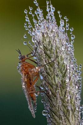 <i class='fa fa-user'></i>&nbsp;Reinier van den Born&nbsp;|  Lichte Driestreepsdansvlieg&nbsp; <i class='fa fa-eye'>&nbsp;84</i> &nbsp;<i class='fa fa-thumbs-up'>&nbsp;11</i> &nbsp; <i class='fa fa-comment-o'>&nbsp;6</i>