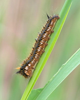 <i class='fa fa-user'></i>&nbsp;Johan van Gurp&nbsp;|  Rietvink&nbsp; <i class='fa fa-eye'>&nbsp;56</i> &nbsp;<i class='fa fa-thumbs-up'>&nbsp;3</i> &nbsp; <i class='fa fa-comment-o'>&nbsp;4</i>