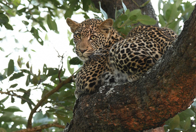 <i class='fa fa-user'></i>&nbsp;Eric Gibcus&nbsp;|  Luipaard&nbsp; <i class='fa fa-eye'>&nbsp;94</i> &nbsp;<i class='fa fa-thumbs-up'>&nbsp;6</i> &nbsp; <i class='fa fa-comment-o'>&nbsp;2</i>