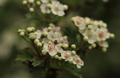 <i class='fa fa-user'></i>&nbsp;Tineke Strijbosch&nbsp;|  Eenstijlige Meidoorn&nbsp; <i class='fa fa-eye'>&nbsp;62</i> &nbsp; <i class='fa fa-comment-o'>&nbsp;2</i>