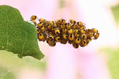 <i class='fa fa-user'></i>&nbsp;frbeuming&nbsp;|  Kruisspin&nbsp; <i class='fa fa-eye'>&nbsp;74</i> &nbsp; <i class='fa fa-comment-o'>&nbsp;1</i>