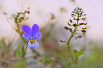 <i class='fa fa-user'></i>&nbsp;Nel R&nbsp;|  Duinviooltje&nbsp; <i class='fa fa-eye'>&nbsp;79</i> &nbsp;<i class='fa fa-thumbs-up'>&nbsp;10</i> &nbsp; <i class='fa fa-comment-o'>&nbsp;2</i>