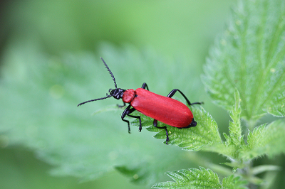 <i class='fa fa-user'></i>&nbsp;Paul Vandebroek&nbsp;|  Zwartkopvuurkever&nbsp; <i class='fa fa-eye'>&nbsp;72</i> &nbsp;<i class='fa fa-thumbs-up'>&nbsp;1</i> &nbsp; <i class='fa fa-comment-o'>&nbsp;4</i>