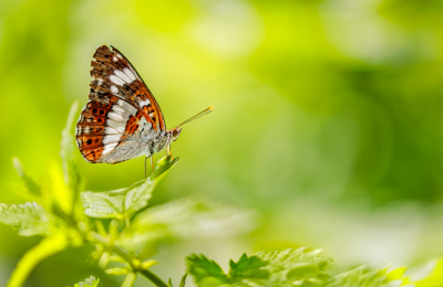 <i class='fa fa-user'></i>&nbsp;rowinvandenberg&nbsp;|  Kleine IJsvogelvlinder&nbsp; <i class='fa fa-eye'>&nbsp;120</i> &nbsp;<i class='fa fa-thumbs-up'>&nbsp;7</i> &nbsp; <i class='fa fa-comment-o'>&nbsp;3</i>