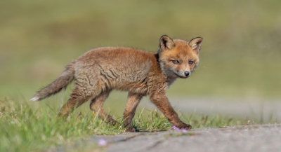 Nature picture: 3. Vulpes vulpes / Vos / Red Fox