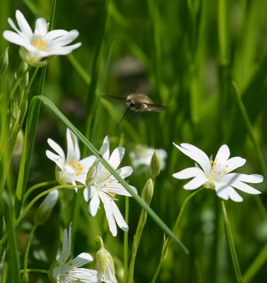 <i class='fa fa-user'></i>&nbsp;Jurgen Maassen&nbsp;|  Gewone Wolzwever&nbsp; <i class='fa fa-eye'>&nbsp;79</i> &nbsp;<i class='fa fa-thumbs-up'>&nbsp;3</i> &nbsp; <i class='fa fa-comment-o'>&nbsp;5</i>