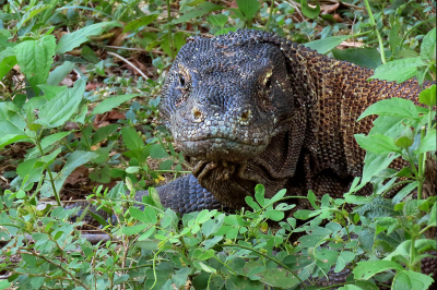 <i class='fa fa-user'></i> A. Soeting | Komodovaraan  <i class='fa fa-eye'> 97</i>   <i class='fa fa-comment-o'> 5</i>