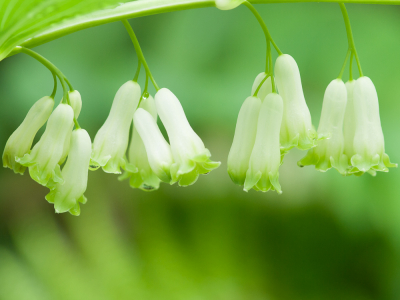 <i class='fa fa-user'></i>&nbsp;susan meijnders&nbsp;|  Gewone Salomonszegel&nbsp; <i class='fa fa-eye'>&nbsp;66</i> &nbsp;<i class='fa fa-thumbs-up'>&nbsp;4</i> &nbsp; <i class='fa fa-comment-o'>&nbsp;6</i>