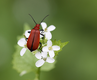 <i class='fa fa-user'></i>&nbsp;Paul Vandebroek&nbsp;|  Roodkopvuurkever&nbsp; <i class='fa fa-eye'>&nbsp;62</i> &nbsp;<i class='fa fa-thumbs-up'>&nbsp;9</i> &nbsp; <i class='fa fa-comment-o'>&nbsp;8</i>