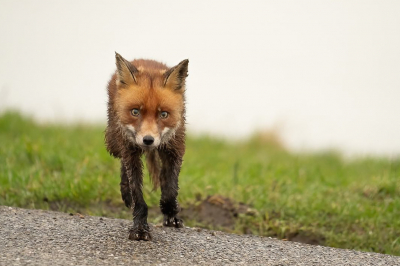 Mijn eerste en meest bijzondere ontmoeting met de vos. Na een niet zo succesvolle fotomiddag bij een scherm bij Oostvaardersplassen liepen we terug naar de parkeerplaats aan het Markermeer toen er opeens iets onder aan de dijk naar boven liep. Ik dacht dat iemand zijn hond uitliet maar tot mijn grote verbazing stond ik ineens oog in oog met een vos. Hij kwam net uit het meer waarschijnlijk op jacht en keek heel verwilderd en was half doorweekt en was net zo verbaasd als ik waarschijnlijk. Ben voorzichtig op de grond gaan zitten en heb een snelle serie geschoten. Hij liep een stukje mijn richting uit en vluchtte toen naar rechts weg maar moest achter een damwand nog teruglopen zodat ik nog wat fotos kon maken.
