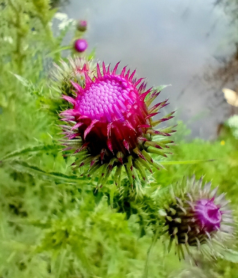 <i class='fa fa-user'></i>&nbsp;B.M.Schouten-Ruis&nbsp;|  Kale Jonker&nbsp; <i class='fa fa-eye'>&nbsp;58</i> &nbsp; <i class='fa fa-comment-o'>&nbsp;1</i>