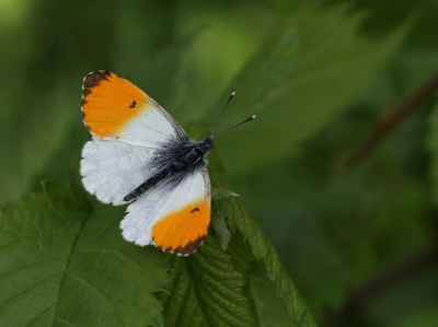 <i class='fa fa-user'></i>&nbsp;Ad Sprang&nbsp;|  Oranjetipje&nbsp; <i class='fa fa-eye'>&nbsp;56</i> &nbsp;<i class='fa fa-thumbs-up'>&nbsp;2</i> &nbsp; <i class='fa fa-comment-o'>&nbsp;3</i>