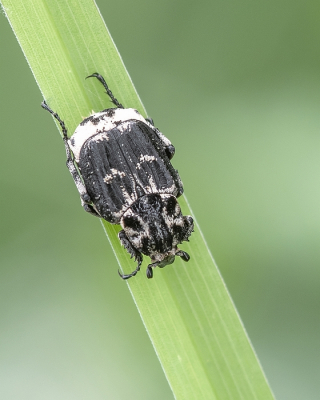 <i class='fa fa-user'></i>&nbsp;Johan van Gurp&nbsp;|  Kortvleugelboorkever&nbsp; <i class='fa fa-eye'>&nbsp;65</i> &nbsp; <i class='fa fa-comment-o'>&nbsp;2</i>