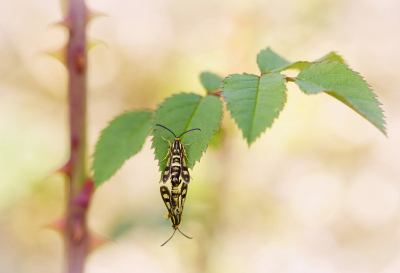 <i class='fa fa-user'></i>&nbsp;Nel R&nbsp;|  Wolfsmelkwespvlinder&nbsp; <i class='fa fa-eye'>&nbsp;84</i> &nbsp;<i class='fa fa-thumbs-up'>&nbsp;11</i> &nbsp; <i class='fa fa-comment-o'>&nbsp;7</i>