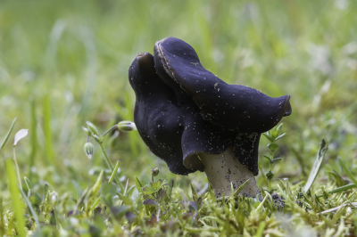 Eigenlijk helemaal niet bezig met paddenstoelen en ook helemaal niet verwacht, maar bij ons vakantiehuis stonden er  drie in het gazon. De naam geeft aardig weer hoe deze eruit zagen.