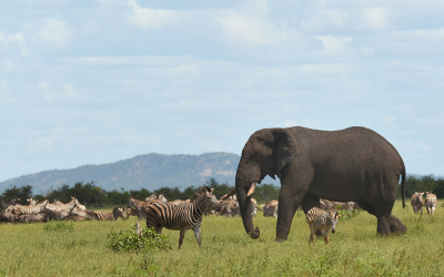 <i class='fa fa-user'></i> Eric Gibcus | Afrikaanse Olifant  <i class='fa fa-eye'> 64</i>   <i class='fa fa-comment-o'> 1</i>