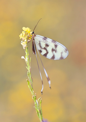 <i class='fa fa-user'></i>&nbsp;Tom&nbsp;|  Dwarsbandwimpelstaart&nbsp; <i class='fa fa-eye'>&nbsp;98</i> &nbsp;<i class='fa fa-thumbs-up'>&nbsp;5</i> &nbsp; <i class='fa fa-comment-o'>&nbsp;6</i>