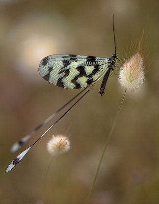 <i class='fa fa-user'></i>&nbsp;Willem Verhagen&nbsp;|  Dwarsbandwimpelstaart&nbsp; <i class='fa fa-eye'>&nbsp;141</i> &nbsp;<i class='fa fa-thumbs-up'>&nbsp;14</i> &nbsp; <i class='fa fa-comment-o'>&nbsp;8</i>