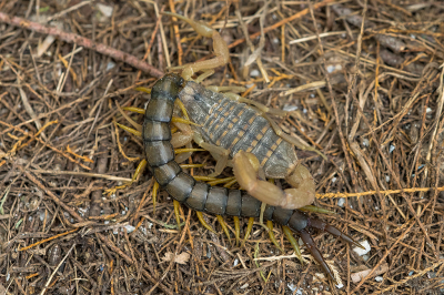 <i class='fa fa-user'></i> Willem Verhagen | Aegaeobuthus gibbosus  <i class='fa fa-eye'> 116</i>  <i class='fa fa-thumbs-up'> 2</i>   <i class='fa fa-comment-o'> 3</i>