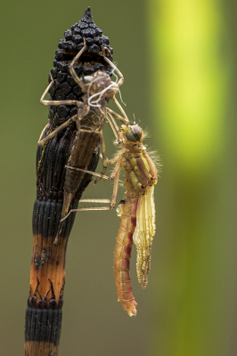 <i class='fa fa-user'></i>&nbsp;Bertus&nbsp;|  Vuurjuffer&nbsp; <i class='fa fa-eye'>&nbsp;74</i> &nbsp;<i class='fa fa-thumbs-up'>&nbsp;8</i> &nbsp; <i class='fa fa-comment-o'>&nbsp;5</i>