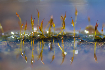 <i class='fa fa-user'></i>&nbsp;Truus Aletta Maan&nbsp;|  Gewoon Purpersteeltje&nbsp; <i class='fa fa-eye'>&nbsp;76</i> &nbsp; <i class='fa fa-comment-o'>&nbsp;5</i>