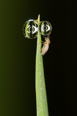 Nature picture: 3. Chiromidae sp. / Dansmug sp. / Lake Fly sp.