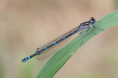 <i class='fa fa-user'></i>&nbsp;Johan van Gurp&nbsp;|  Variabele Waterjuffer&nbsp; <i class='fa fa-eye'>&nbsp;68</i> &nbsp;<i class='fa fa-thumbs-up'>&nbsp;3</i> &nbsp; <i class='fa fa-comment-o'>&nbsp;4</i>