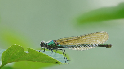 <i class='fa fa-user'></i>&nbsp;Rob Belterman&nbsp;|  Weidebeekjuffer&nbsp; <i class='fa fa-eye'>&nbsp;62</i> &nbsp; <i class='fa fa-comment-o'>&nbsp;0</i>