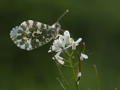 <i class='fa fa-user'></i>&nbsp;Ad Sprang&nbsp;|  Oranjetipje&nbsp; <i class='fa fa-eye'>&nbsp;52</i> &nbsp;<i class='fa fa-thumbs-up'>&nbsp;3</i> &nbsp; <i class='fa fa-comment-o'>&nbsp;2</i>