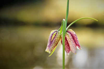 <i class='fa fa-user'></i>&nbsp;hesterb&nbsp;|  Kievitsbloem&nbsp; <i class='fa fa-eye'>&nbsp;61</i> &nbsp; <i class='fa fa-comment-o'>&nbsp;1</i>