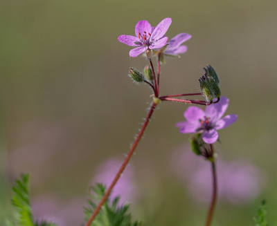 <i class='fa fa-user'></i>&nbsp;Tim Oord&nbsp;|  Gewone Reigersbek&nbsp; <i class='fa fa-eye'>&nbsp;51</i> &nbsp; <i class='fa fa-comment-o'>&nbsp;2</i>