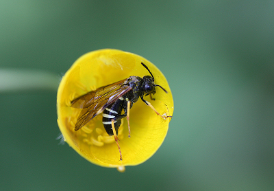 <i class='fa fa-user'></i>&nbsp;Paul Vandebroek&nbsp;|  Tenthredo koehleri&nbsp; <i class='fa fa-eye'>&nbsp;65</i> &nbsp;<i class='fa fa-thumbs-up'>&nbsp;4</i> &nbsp; <i class='fa fa-comment-o'>&nbsp;4</i>