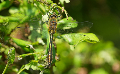 <i class='fa fa-user'></i>&nbsp;David Ruijs&nbsp;|  Smaragdlibel&nbsp; <i class='fa fa-eye'>&nbsp;56</i> &nbsp; <i class='fa fa-comment-o'>&nbsp;1</i>